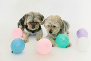 pexels sam lion 5732487